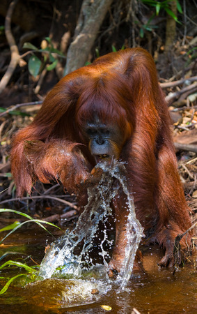 Orangutan drinking water from the river in the jungle. Indonesia. The island of Kalimantan (Borneo). An excellent illustration.の写真素材