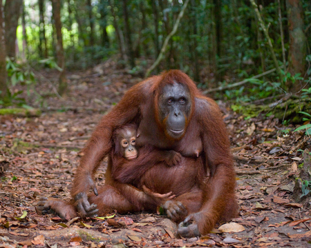 The female of the orangutan with a baby on ground. Indonesia. The island of Kalimantan (Borneo). An excellent illustration.の写真素材
