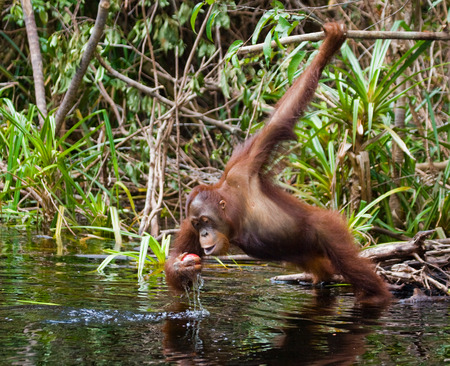 Orangutan drinking water from the river in the jungle. Indonesia. The island of Kalimantan (Borneo). An excellent illustration.の写真素材