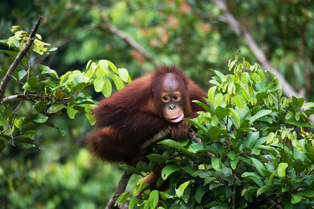 A baby orangutan in the wild. Indonesia. The island of Kalimantan (Borneo). An excellent illustration.の写真素材