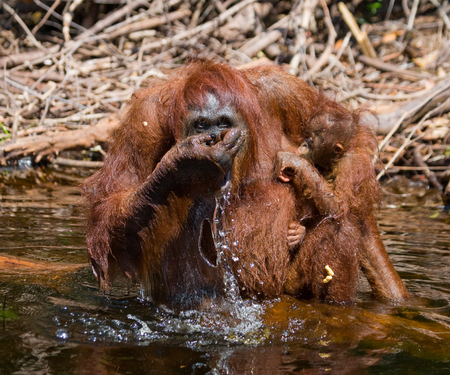 Female and baby orangutan drinking water from the river in the jungle. Indonesia. The island of Kalimantan (Borneo). An excellent illustration.の写真素材