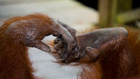 Detail of the front hand orangutan. Close-up. Indonesia. The island of Kalimantan (Borneo). An excellent illustration.の写真素材
