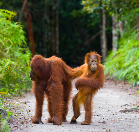 The female of the orangutan with a baby on a footpath. Funny pose. Rare picture. Indonesia. The island of Kalimantan (Borneo). An excellent illustration.の写真素材