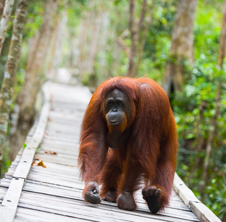 Orangutan walking on a wooden bridge in the jungle. Indonesia. The island of Kalimantan (Borneo). An excellent illustration.の写真素材