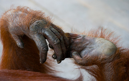 Detail of the front hand orangutan. Close-up. Indonesia. The island of Kalimantan (Borneo). An excellent illustration.の写真素材
