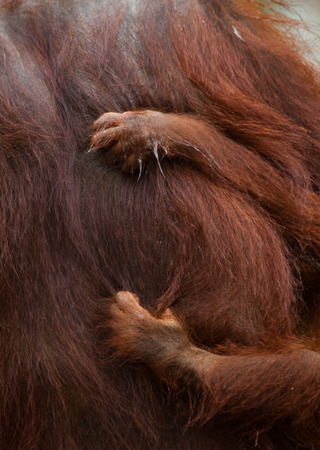 Detail of the front hand orangutan. Close-up. Indonesia. The island of Kalimantan (Borneo). An excellent illustration.の写真素材