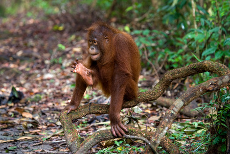 Orangutan in the wild. Indonesia. The island of Kalimantan (Borneo). An excellent illustration.の写真素材