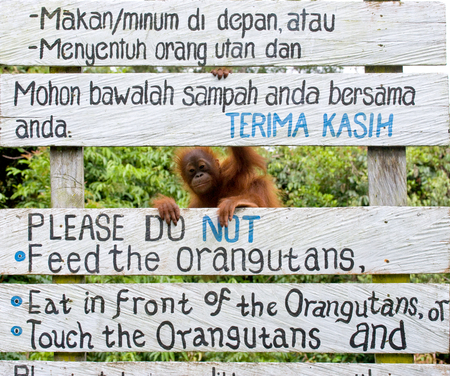Female orangutan with a baby in the wild. Indonesia. The island of Kalimantan (Borneo). An excellent illustration.の写真素材