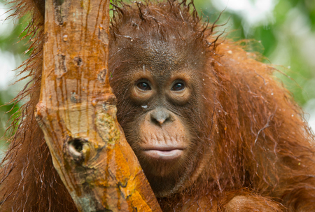 Portrait of a baby orangutan. Close-up. Indonesia. The island of Kalimantan (Borneo). An excellent illustration.の写真素材