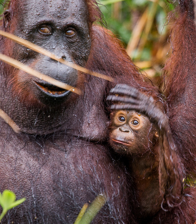 Portrait of a female orangutan with a baby in the wild. Indonesia. The island of Kalimantan (Borneo). An excellent illustration.の写真素材