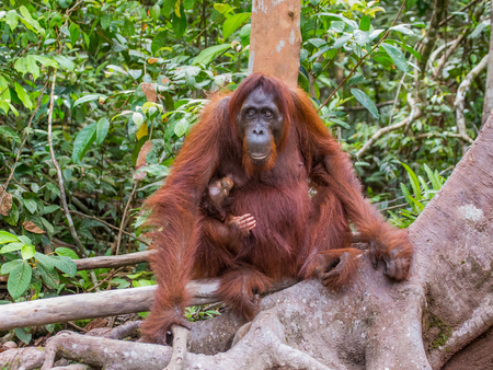 The female of the orangutan with a baby in a tree. Indonesia. The island of Kalimantan (Borneo). An excellent illustration.の写真素材