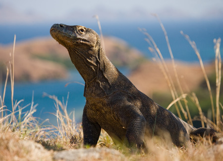Komodo dragon sitting on the ground against the backdrop of stunning scenery. Interesting perspective. The low point shooting. Indonesia. Komodo National Park. An excellent illustration.の写真素材