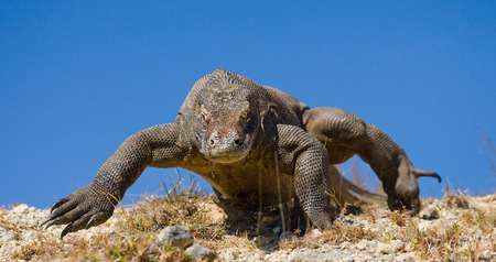 Komodo dragon is on the ground. Interesting perspective. The low point shooting. Indonesia. Komodo National Park. An excellent illustration.の写真素材