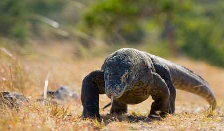 Komodo dragon is on the ground. Indonesia. Komodo National Park. An excellent illustration.の写真素材