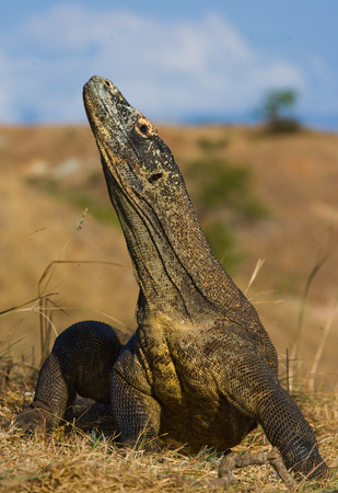 Komodo dragon is on the ground. Indonesia. Komodo National Park. An excellent illustration.の写真素材