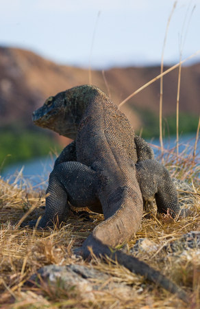 Komodo dragon sitting on the ground against the backdrop of stunning scenery. Interesting perspective. The low point shooting. Indonesia. Komodo National Park. An excellent illustration.の写真素材