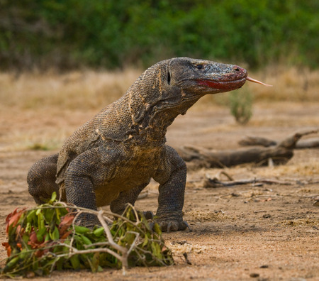 Komodo dragon is on the ground. Indonesia. Komodo National Park. An excellent illustration.の写真素材