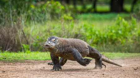 Komodo dragon runs along the ground. Very rare photo. low point shooting. Dynamic picture. Indonesia. Komodo National Parkの写真素材