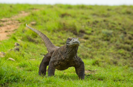 Komodo dragon is on the ground. Indonesia. Komodo National Park. An excellent illustration.の写真素材