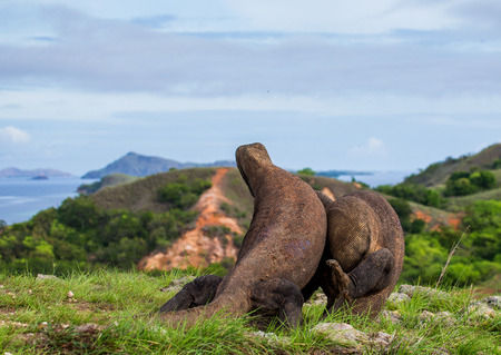 Komodo dragon sitting on the ground against the backdrop of stunning scenery. Interesting perspective. The low point shooting. Indonesia. Komodo National Park. An excellent illustration.の写真素材