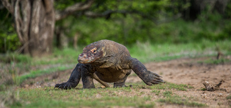 Komodo dragon is on the ground. Indonesia. Komodo National Park. An excellent illustration.の写真素材