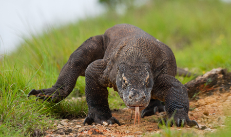 Komodo dragon is on the ground. Indonesia. Komodo National Park. An excellent illustration.の写真素材