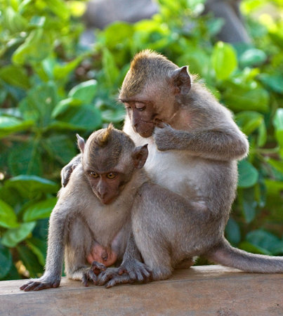 Two macaque sitting on a tree. Indonesia. The island of Bali. An excellent illustration.
