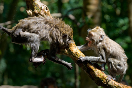 Two macaques play each other in the temple. Indonesia. The island of Bali. An excellent...