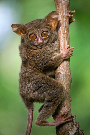 Tarsius sits on a tree in the jungle. close-up. Indonesia. Sulawesi Island. An excellent illustration.の写真素材