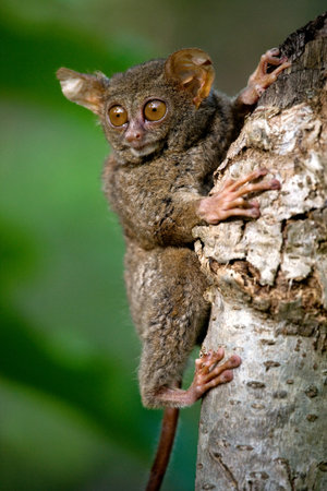 Tarsius sits on a tree in the jungle. close-up. Indonesia. Sulawesi Island. An excellent illustration.の写真素材