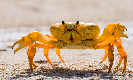 Land crab spread its claws. Cuba. An excellent illustration. Unusual angle.の写真素材