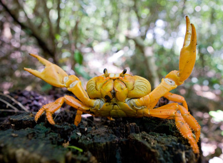 Land crab spread its claws. Cuba. An excellent illustration. Unusual angle.