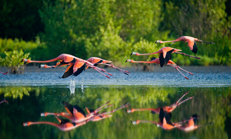 Caribbean flamingos flying over water. Cuba. Reserve Rio Maxima. An excellent illustration.の写真素材