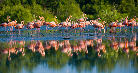 Group of the Caribbean flamingo standing in water with reflection. Cuba. Reserve Rio Maximaの写真素材