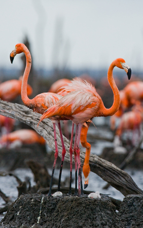 Caribbean flamingo on a nest with chicks. Cuba. An excellent illustration.の写真素材
