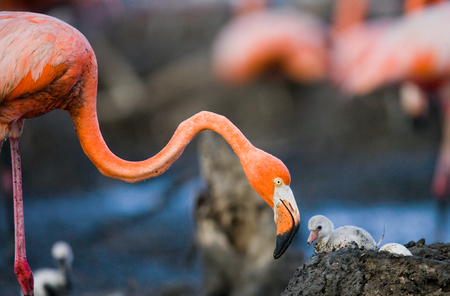 Caribbean flamingo on a nest with chicks. Cuba. An excellent illustration.の写真素材