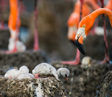 Caribbean flamingo on a nest with chicks. Cuba. An excellent illustration.の写真素材