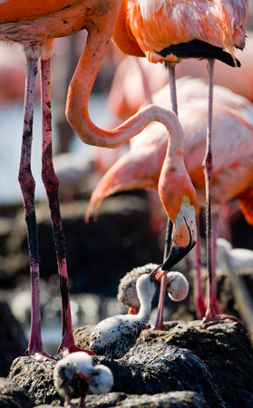 Caribbean flamingo on a nest with chicks. Cuba. An excellent illustration.の写真素材