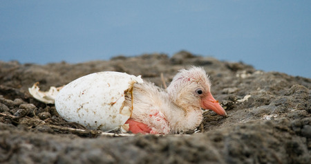 Little chick Caribbean flamingo. CUBA. An excellent illustration.の写真素材