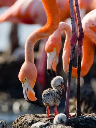 Caribbean flamingo on a nest with chicks. Cuba. An excellent illustration.の写真素材