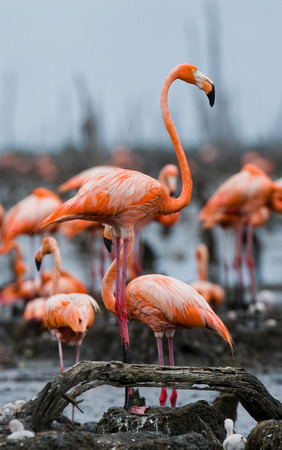 Caribbean flamingo on a nest with chicks. Cuba. An excellent illustration.の写真素材