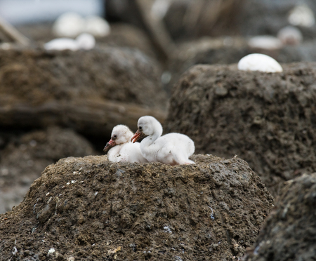 Two chicks Caribbean flamingo in a nest. Cuba. Reserve Rio Maxima.の写真素材