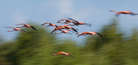 Caribbean flamingos flying over water. Cuba. Reserve Rio Maxima. An excellent illustration.の写真素材