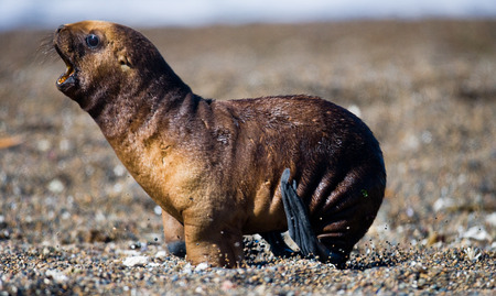 A baby sea lion rookery. Close-up. Peninsula Valdes. Argentina. An excellent illustration.の写真素材