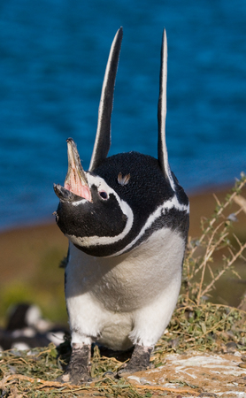 Portrait of Magellanic penguins. Close-up. Argentina. Peninsula Valdes. An excellent illustration.の写真素材