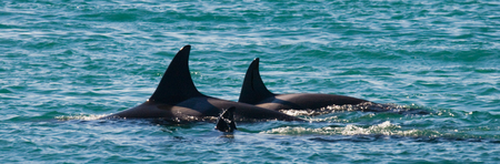 Group of killer whales in the water. Wieden dorsal fin. Peninsula Valdes. Argentina. An excellent illustration.の写真素材