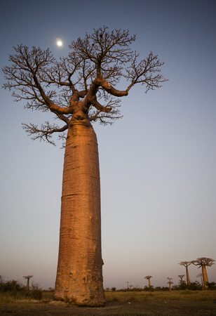 Lonely baobab at sunset with the moon in the background. Madagascar. An excellent illustration.の写真素材