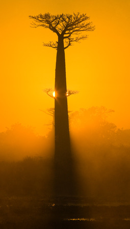 Lone Baobab on the sky background. Madagascar. An excellent illustrationの写真素材