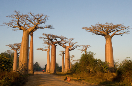 Avenue of baobabs. General view. Madagascar. An excellent illustration.の写真素材