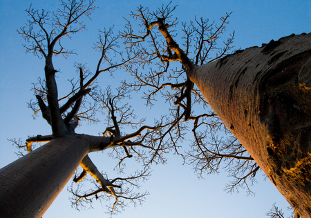 Baobab on background blue sky. Madagascar. An excellent illustration.の写真素材